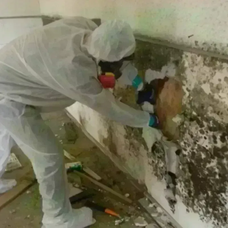 Mold Remediation and Removal in Bruceville-Eddy, TX